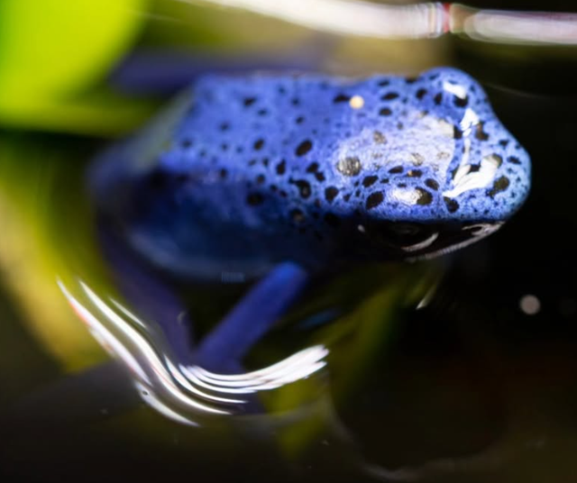 Amphibians | Spring Fields Gallery